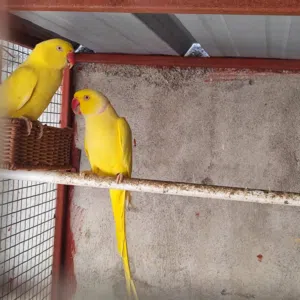 للبيع ازواج درة ملونه منتجه