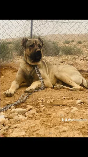 جوز كلاب كانجال بيور منتج لونهم بني فاتح حجم ضخم جدًا