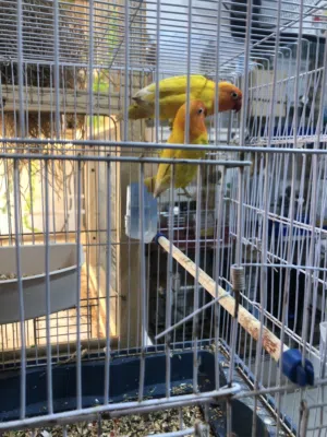 طيور فيشر شغاله وانتجو.  جوز اخضر Black-masked  وجوز اصفر لاتينو