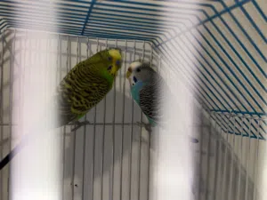 زوج بادجي بصحه ممتازه مع قفص واكل