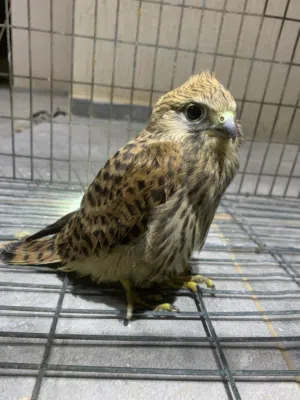 فرخ طير بجراده