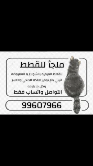 ملجأ للقطط