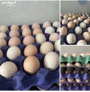 ‏دجاج‏3