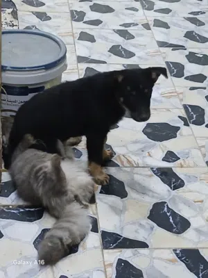 سلام عليكم حشاكم جروة انثي للبيع اواستبدال