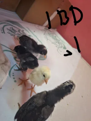 عرض خاص فروخ باكستاني فايتر حبة