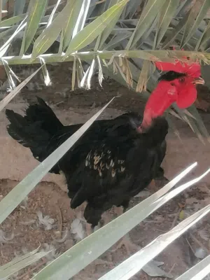 ديوجه ابو ركيبه للبيع