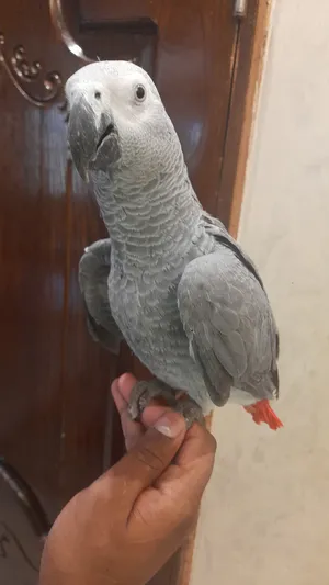 Parrots2