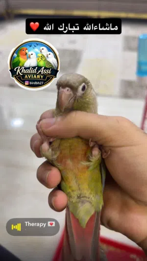 كنيور اليف جدا
