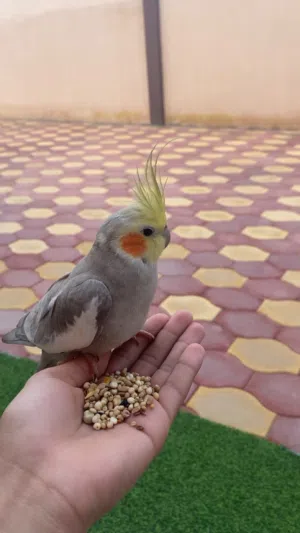 للبيع كوكتيل اليف و هدد