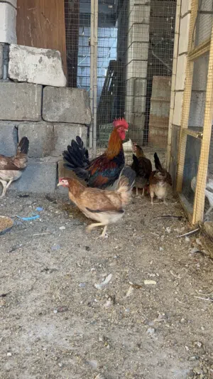 العنوان البصره