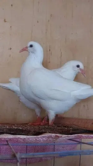 حمام لاحم جامبو للبيع