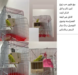 ‏طيور‏4