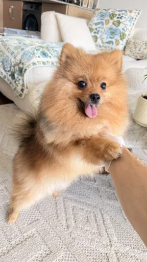 Pomeranian Puppy - Male