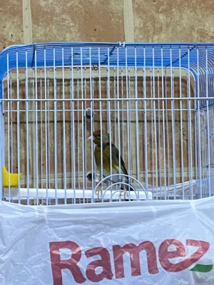 للبيع كناري بندوق