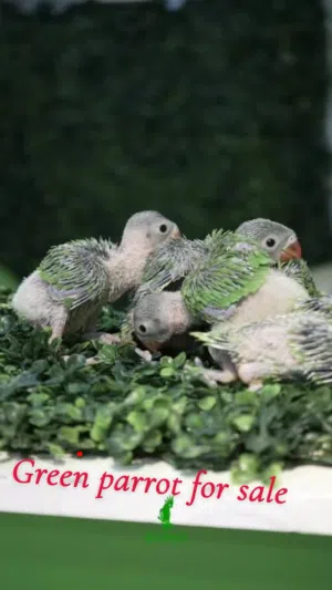 Green parrot for sale