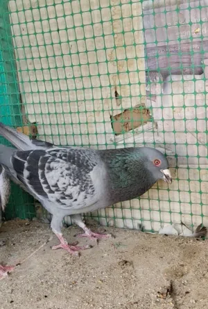 فحل زاجل جيني  عمره سنة ونصف مع تك مخلف زاجل جيني