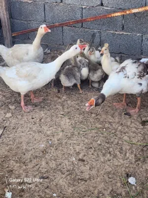 4 وزات ذكر و3 ايناث تحتهم 13 الفلوس مفقصات مع بعض 350