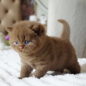 British Shorthair Kitten
