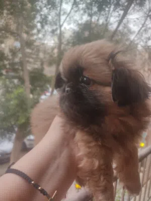 بيكنواه بنت 50يوم