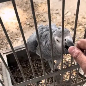 NEY 