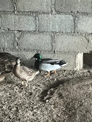 بط بري (خضيري ) البيع  قابل للتفاوض