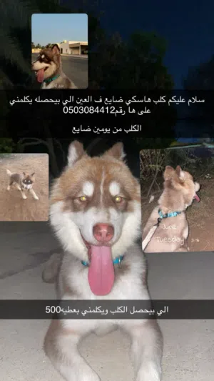 كلب ضايع ف العين