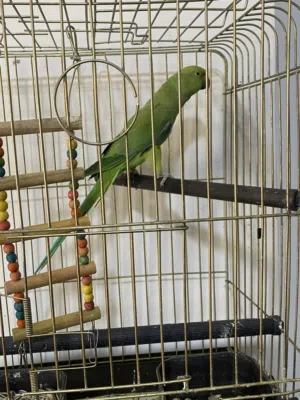 ببغاء دره هنديه بدايه طوق بتحكي كوكي وبتصفر وعندها قابيله للحكي