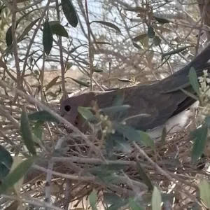 عنتر عنتر