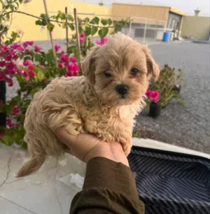 Maltipoo male puppy