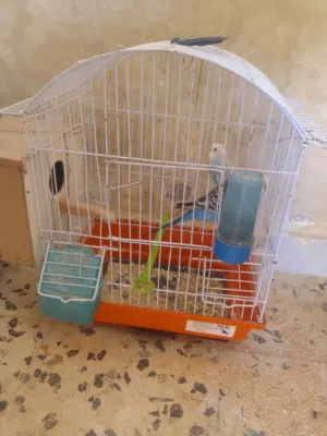 بقالينوات كوبيات للبيع