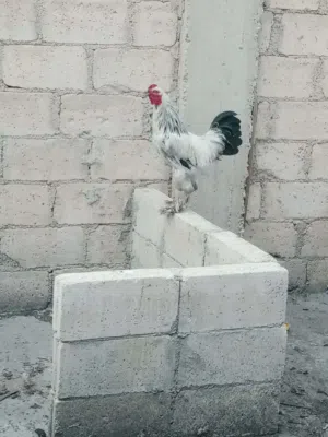 بيض براهما مخصب