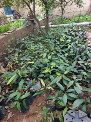 شجرة  منجا للبيع