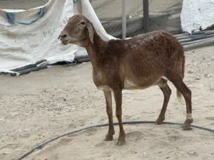 للبيع جعدة سودانية جاهزة للإنتاج