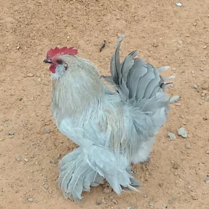 الطير الحر 
