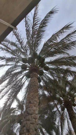 فرض من مزارع الظاهرة