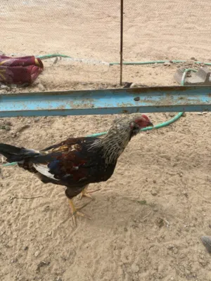 السلام عليكم ورحمة الله وبركاته  عندي ( ديج كويتي ) العدد ثنين  وديج عربي همين