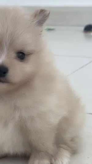 Bobby Pomerann One month old كلب بومرينان عمر شهر