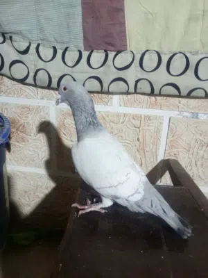 طير حمام للبيع