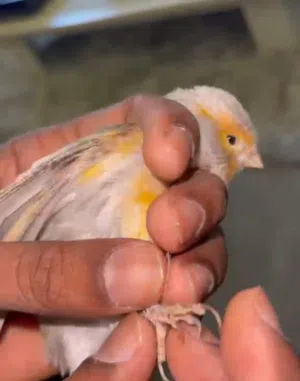 فحل كناري اغات موزايك احمر