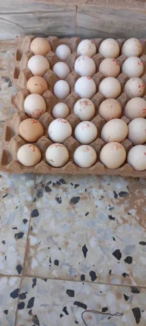 طبق نص بيض زينه مخصب استرالي كيني براهما للمبرقني