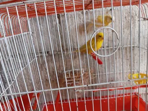 Birds3