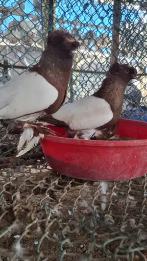 ازواج حمام زينة فاخرة عينك ميزانك  وحجول حمام زينة