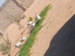 اوز زوز اناث وذكر وتحتهم 5فلاليس