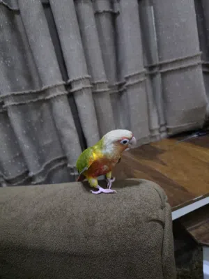 كنيور انناس للبيع