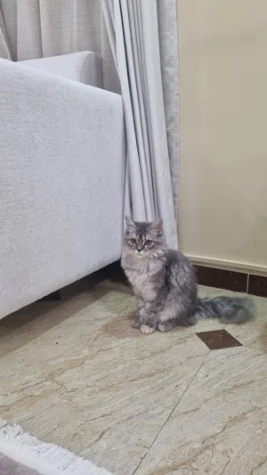 قطة شيرازية للبيع