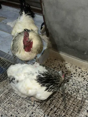 كوبيه سايكس ادحي