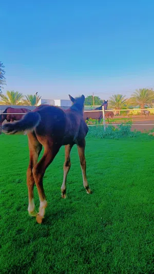 فلو للبيع  العمر45 يوم دم 87