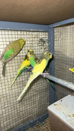 طيور حب منتجه