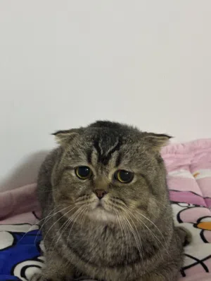 سكوتش فولد للبيع