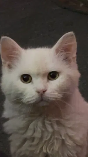 قطة للتبني بدون مقابل مادي